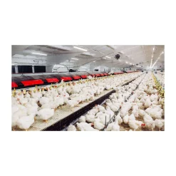Philips LED Allmänbruksarmatur Vattentät CoreLine Tubular WT210C 54W 7000lm - 840 Kallvit | 150cm