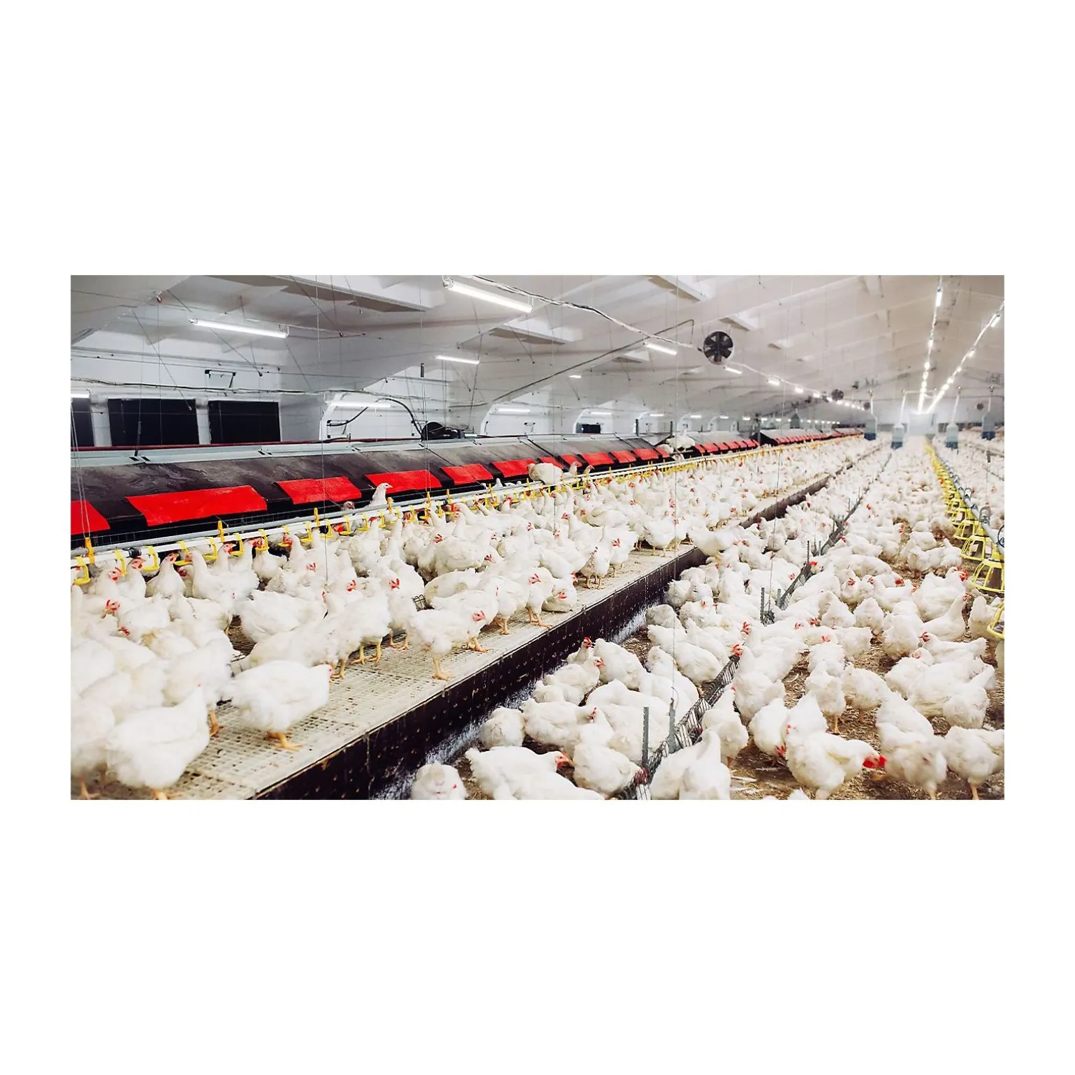 Philips LED Allmänbruksarmatur Vattentät CoreLine Tubular WT210C 54W 7000lm - 840 Kallvit | 150cm